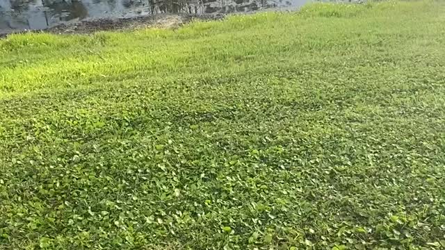 Baby Gator In Paradise