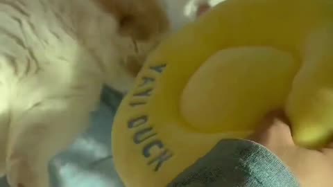 Cute And Funny Cats 😍😍😅😅 #viral #shorts #reels #cat #cats #pets #catsshare