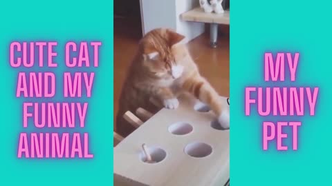 funny cute cat and dog videos,cute funny baby cat videos,
