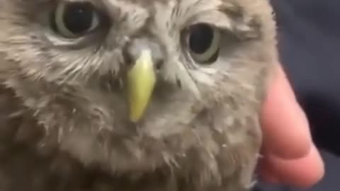 Funny 🤣😁 vedios of owl and other pet animals
