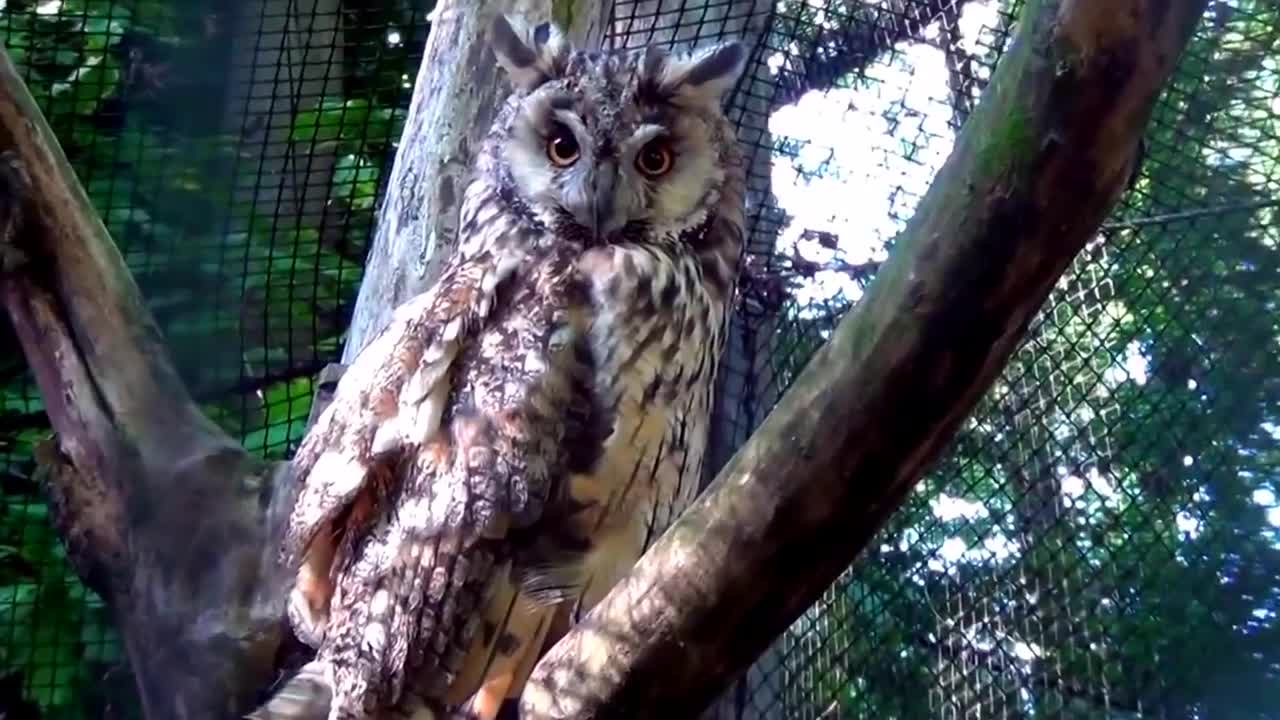 Los10 Animales adorables que podrían matarte