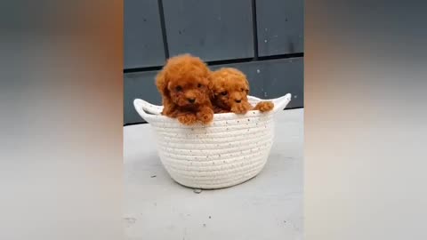 mascotas tiernas #1