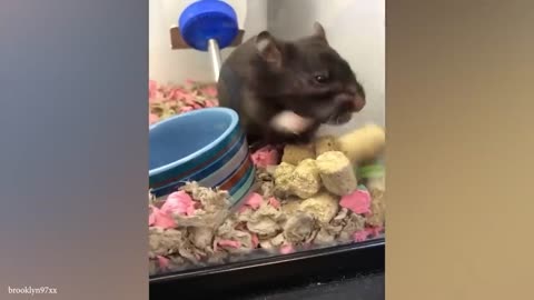 You'll LAUGH FOR SURE! Best FUNNY ANIMAL VIDEOS