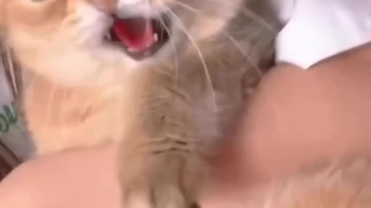 Cat video 💖✨