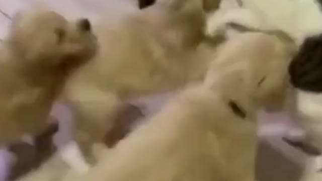 Puppies Madly in Love With Cat