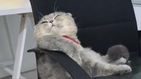 Here I introducing Boss kitty 🐈 with you