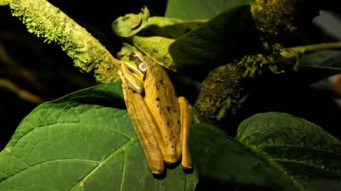 Big frog in Costa Rica sleeping on a leaf night time