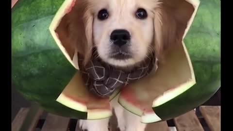 Dogs funny