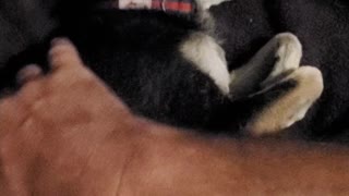 Nacho loves cheese