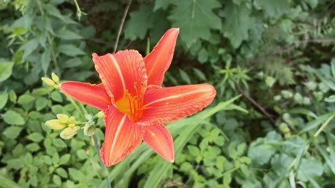 Tiger Lily