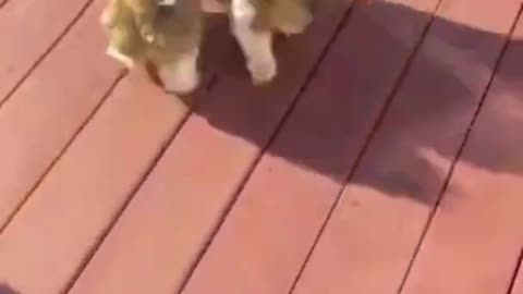 New trending Birds dancing animals funny 🤣