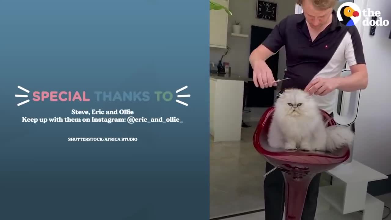 Guy Tucks His Cat Into His Own Little Bed Every Night | The Dodo Cat Crazy
