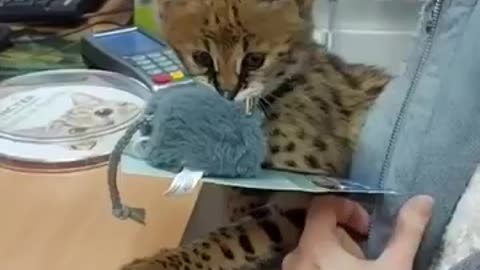 cute cat