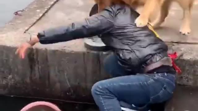 Kind Dog saving life of fishes || Dogs beautiful creatures