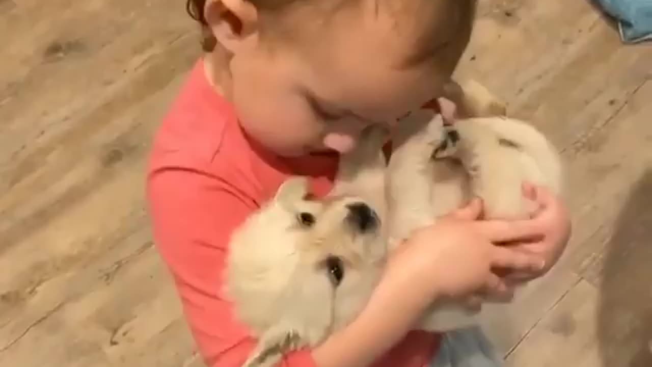 Animal funny video