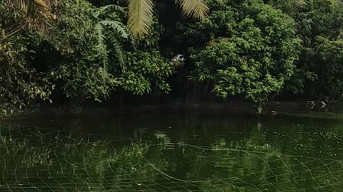 Village Pond