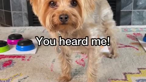 When your dog discovers swearing 😂🐕