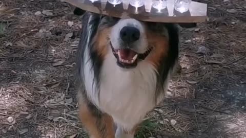 Funny dog and cat video, omg video, funnlest video,