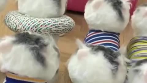 Funny cut cat 🐕😸