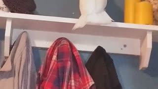 Bird Decides Shelf Is Better Empty