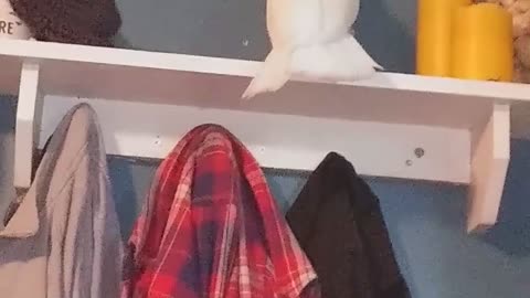 Bird Decides Shelf Is Better Empty