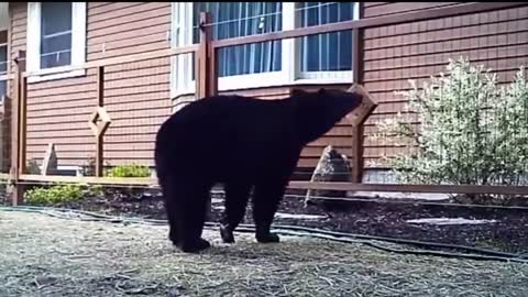 Animals Getting Shocked with Funny Sound Effects!