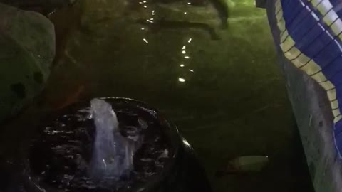 Home aquarium aquarium, how do you feel ?