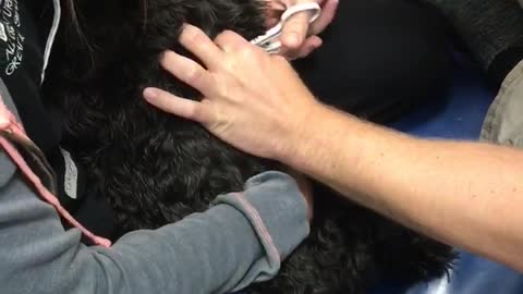 Black poodle screams at nail clipping