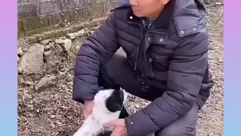 Cute and Funny Dog Videos Compilation