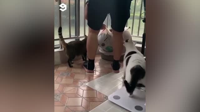 Oops, you should have given them their breakfast first hooman! Now you learn your lesson. 😹🐈