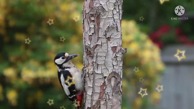 The woodpecker digs the wood with a fork.