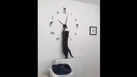 Cute and Funny Cat Videos to Keep You Smiling! 🐱