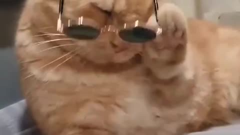 Funny Cat Video Funny Animal video 🤣