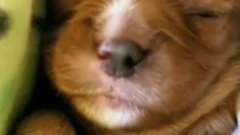 Cute puppy sleeping and dreaming!