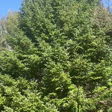 THAT’S ONE BIG CHRISTMAS TREE!