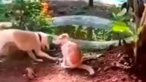 Funny moments with animals #1