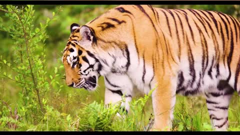 Tiger Cat Feline Predator Walking