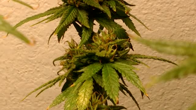 Weed plant marijuana 420 9 weeks flower