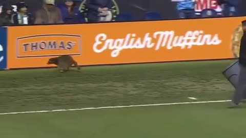 Took them three minutes to apprehend the streaker
