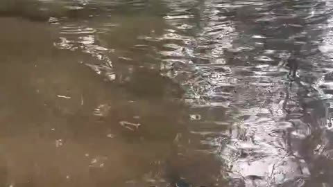 Bull Gator