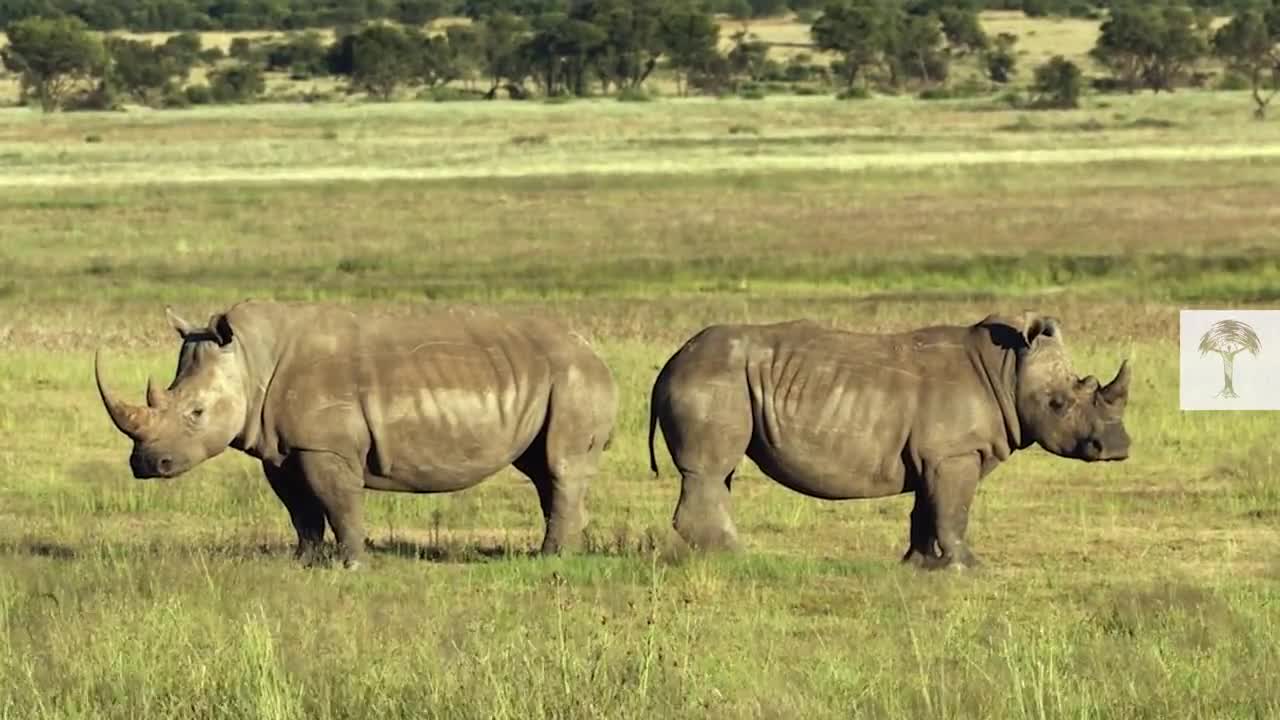 Saving specie of rhinos