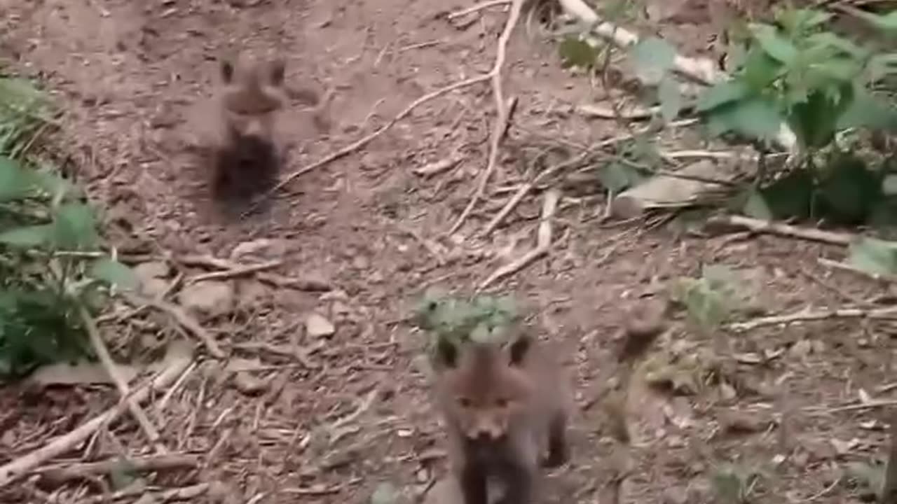 Nature Creature