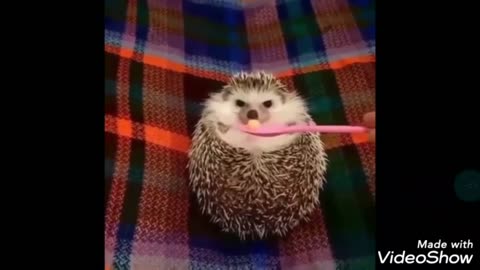 Lovely animals9
