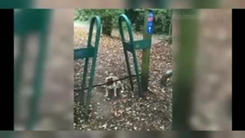 Cat fight funny videos