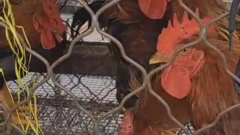 Birds are my favorite animals.