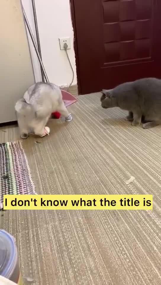 Cats Funny Videos 🥰