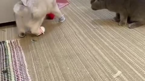 Cats Funny Videos 🥰