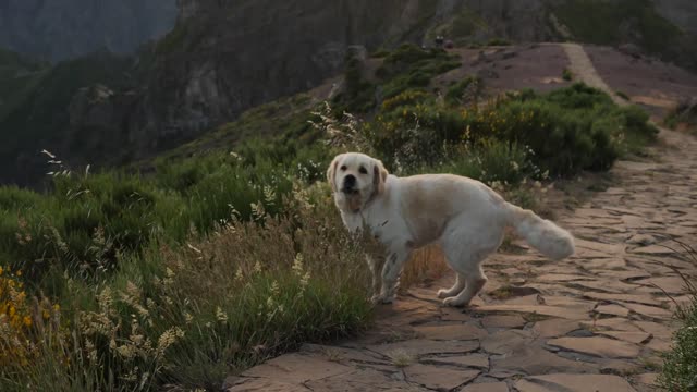 Golden retriever in the nature