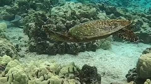 honu#seaturtle#oceanlover