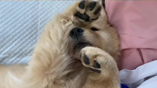 The dog said, even if you want to lose weight, you can't be hungry.